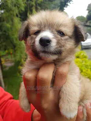 1-3 months Female Purebred Shih Tzu