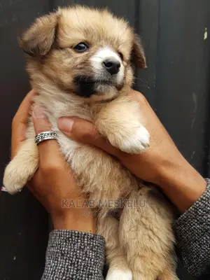1-3 months Female Purebred Shih Tzu