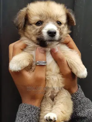 1-3 months Female Purebred Shih Tzu