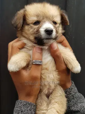 1-3 months Female Purebred Shih Tzu
