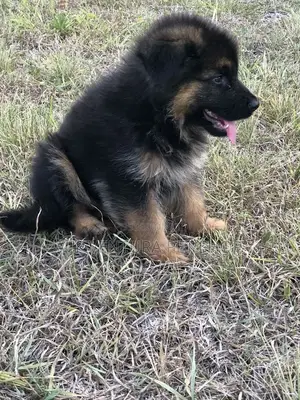1-3 months Male Purebred German Shepherd