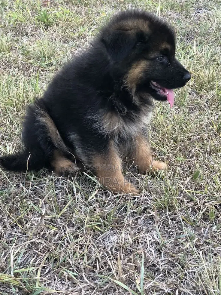 1-3 months Male Purebred German Shepherd