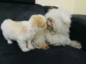 1-3 months Male Purebred Maltese