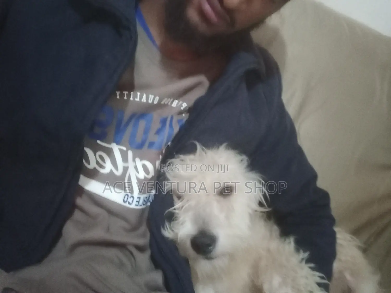 1+ year Male Purebred Maltese
