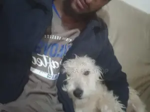 1+ year Male Purebred Maltese