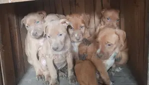 1-3 months Male Purebred American Pit Bull Terrier