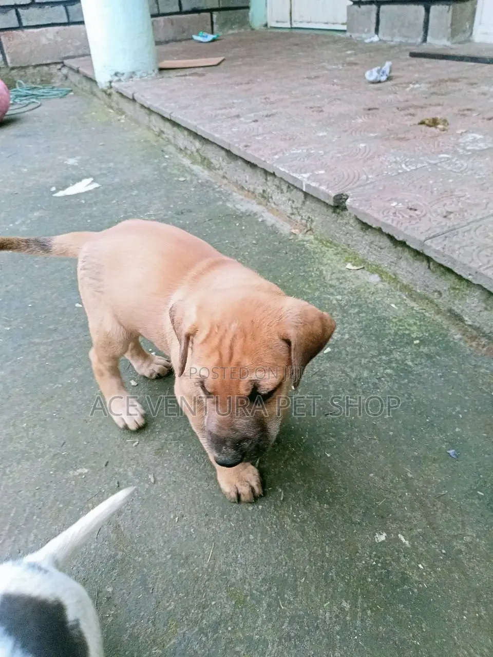 1-3 months Male Purebred American Pit Bull Terrier