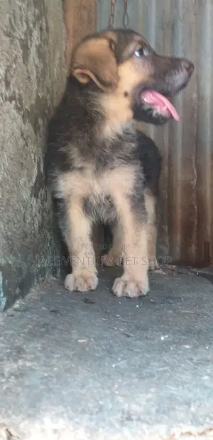 1-3 months Male Purebred German Shepherd