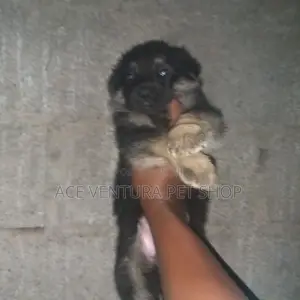 1-3 months Male Purebred German Shepherd