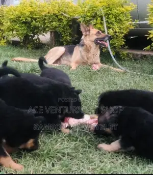 1-3 months Male Purebred German Shepherd