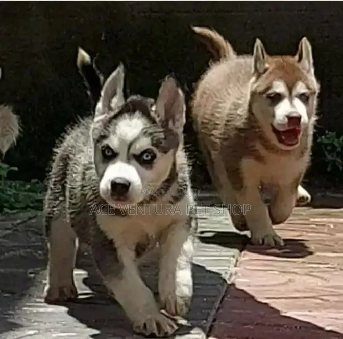 1-3 months Male Purebred Siberian Husky