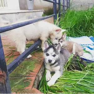1-3 months Male Purebred Siberian Husky