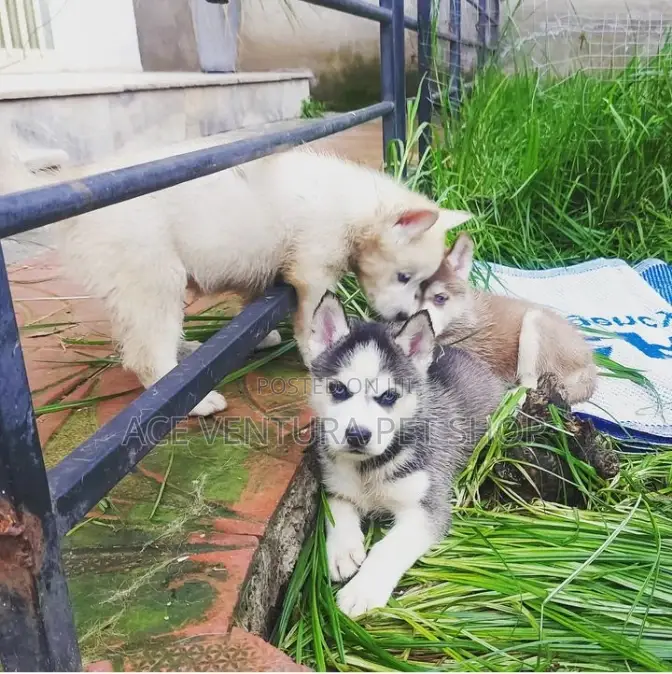 1-3 months Male Purebred Siberian Husky