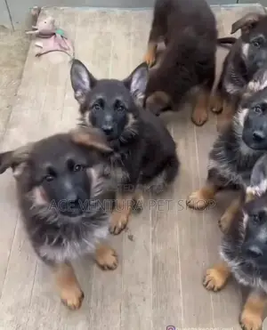 1-3 months Male Purebred German Shepherd