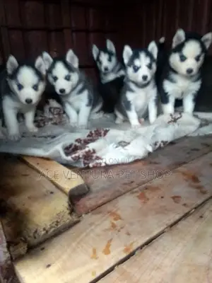 1-3 months Male Purebred Siberian Husky