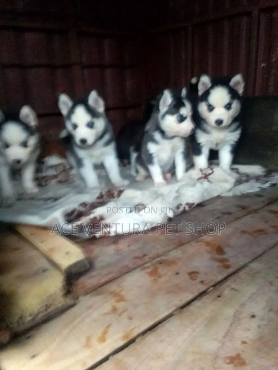 1-3 months Male Purebred Siberian Husky