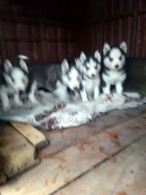 1-3 months Male Purebred Siberian Husky
