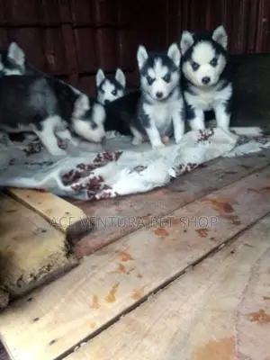1-3 months Male Purebred Siberian Husky