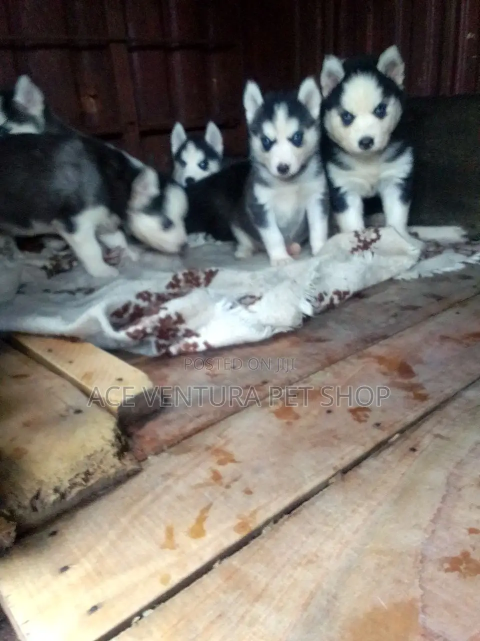 1-3 months Male Purebred Siberian Husky