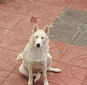 1-3 months Male Purebred Siberian Husky