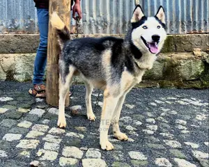 6-12 months Male Purebred Siberian Husky