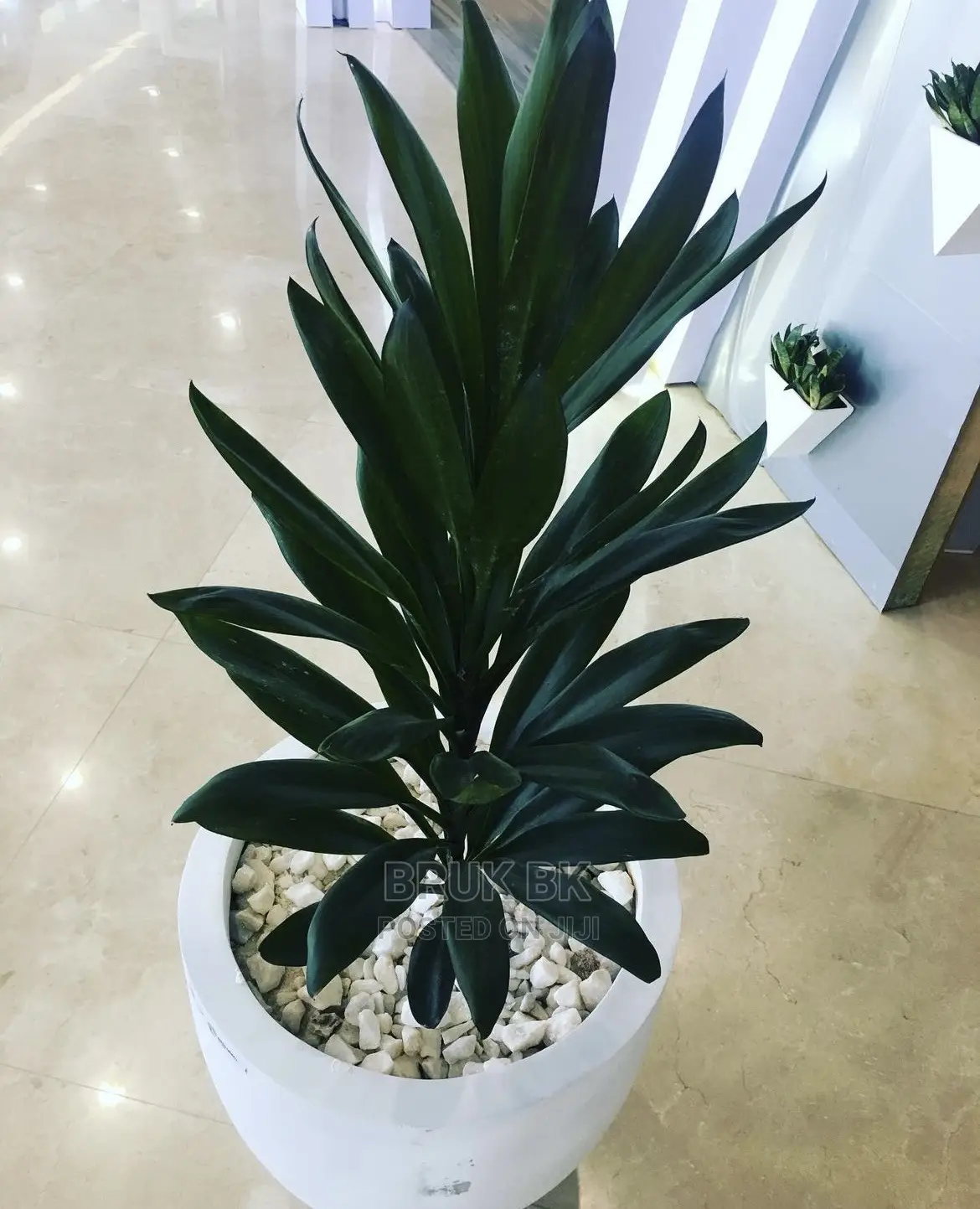 Cordlyne Plant