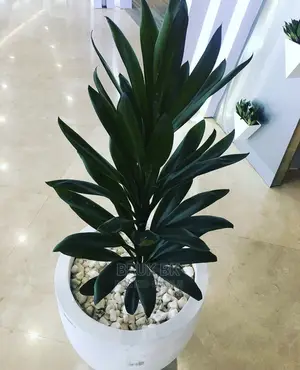 Cordlyne Plant