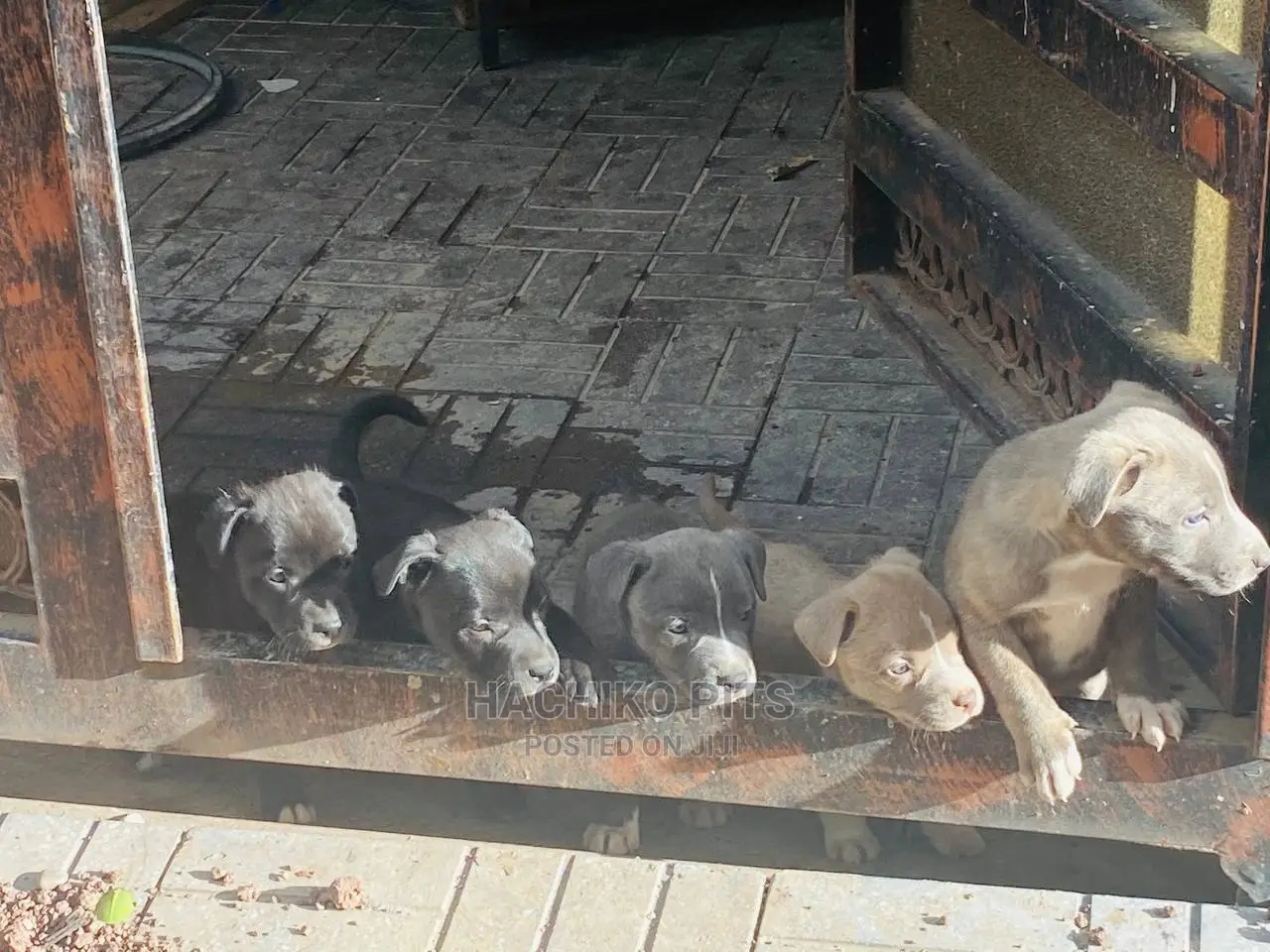 1-3 months Male Purebred American Pit Bull Terrier