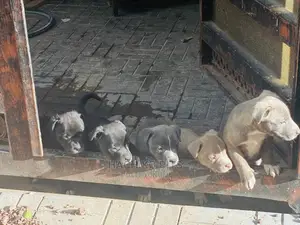 1-3 months Male Purebred American Pit Bull Terrier