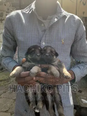 1-3 months Male Purebred German Shepherd