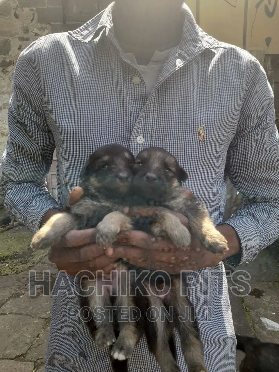 1-3 months Male Purebred German Shepherd