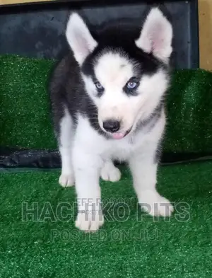 1-3 months Male Purebred Siberian Husky