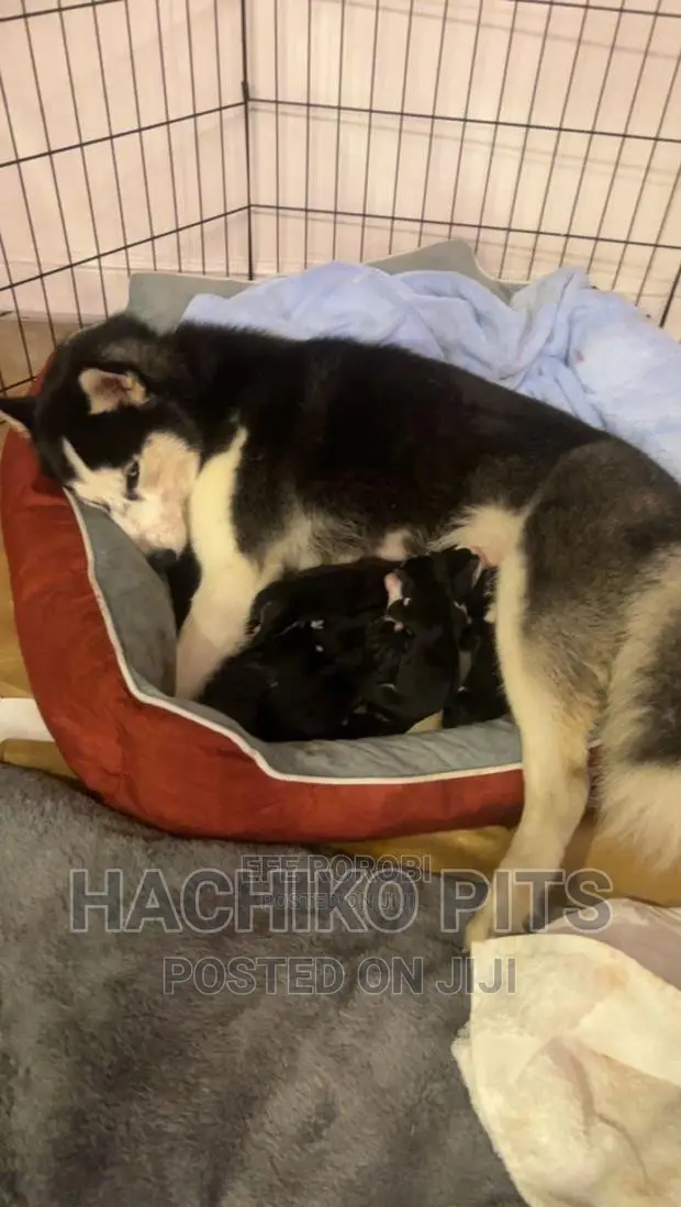 1-3 months Male Purebred Siberian Husky