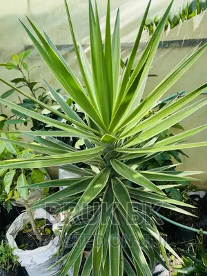 Zebra Yucca