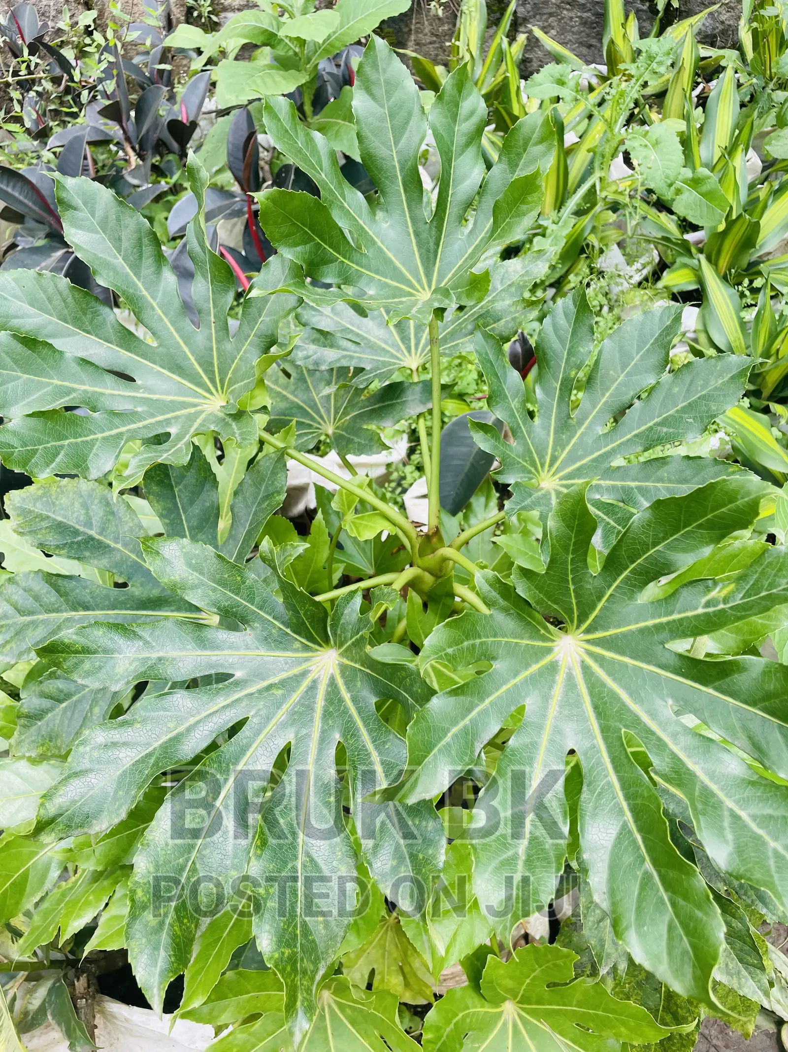 Ficus Shiny Leafs