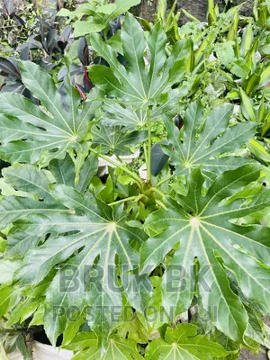 Ficus Shiny Leafs