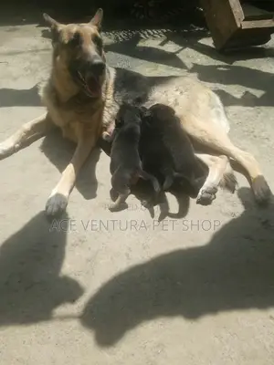 1-3 months Male Purebred German Shepherd