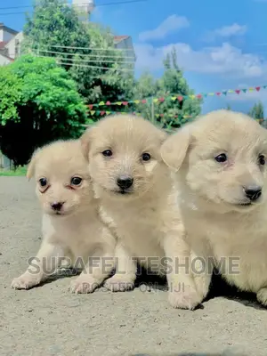 0-1 month Male Purebred Maltese