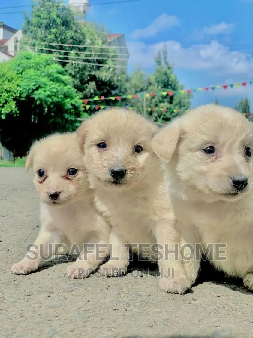 0-1 month Male Purebred Maltese