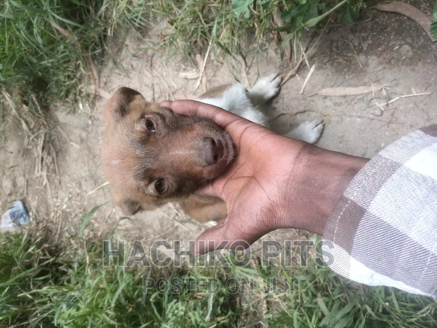 1-3 months Male Purebred American Pit Bull Terrier