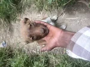 1-3 months Male Purebred American Pit Bull Terrier