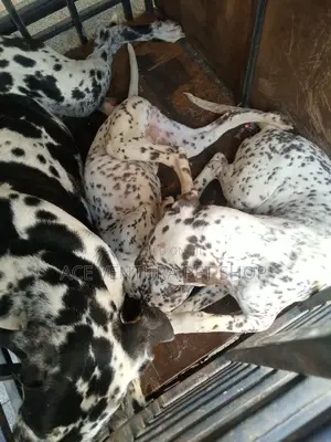 1-3 months Male Purebred Dalmatian