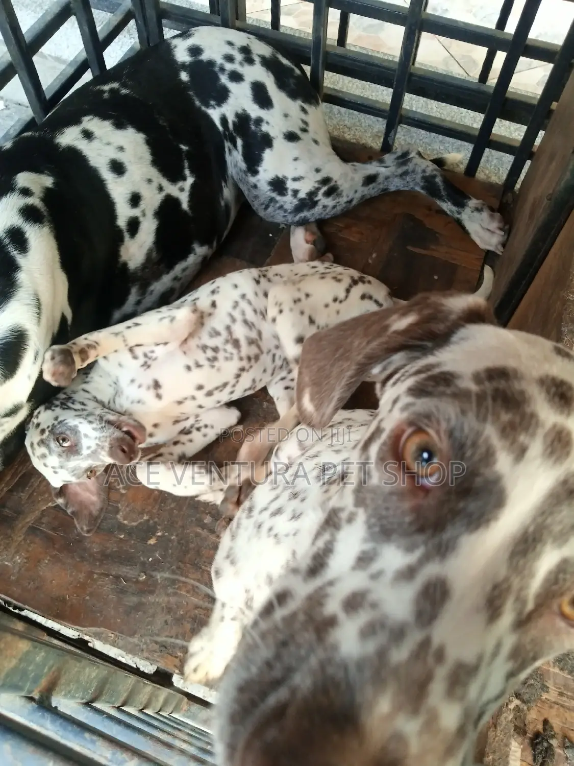 1-3 months Male Purebred Dalmatian