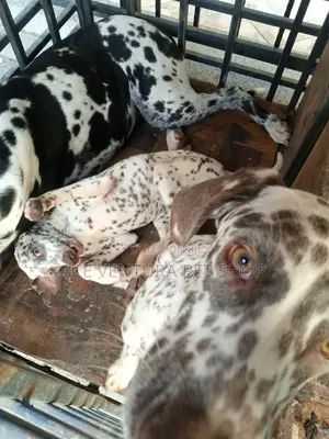 1-3 months Male Purebred Dalmatian
