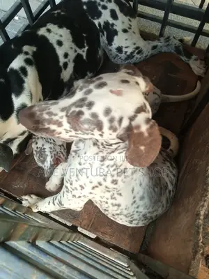 1-3 months Male Purebred Dalmatian