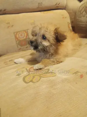 1-3 months Male Purebred Shih Tzu