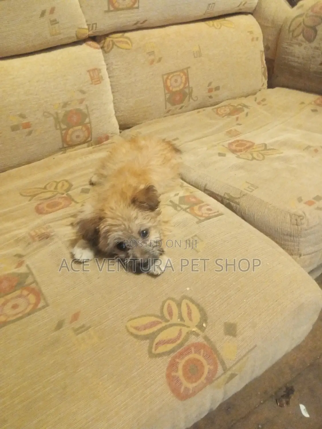 1-3 months Male Purebred Shih Tzu