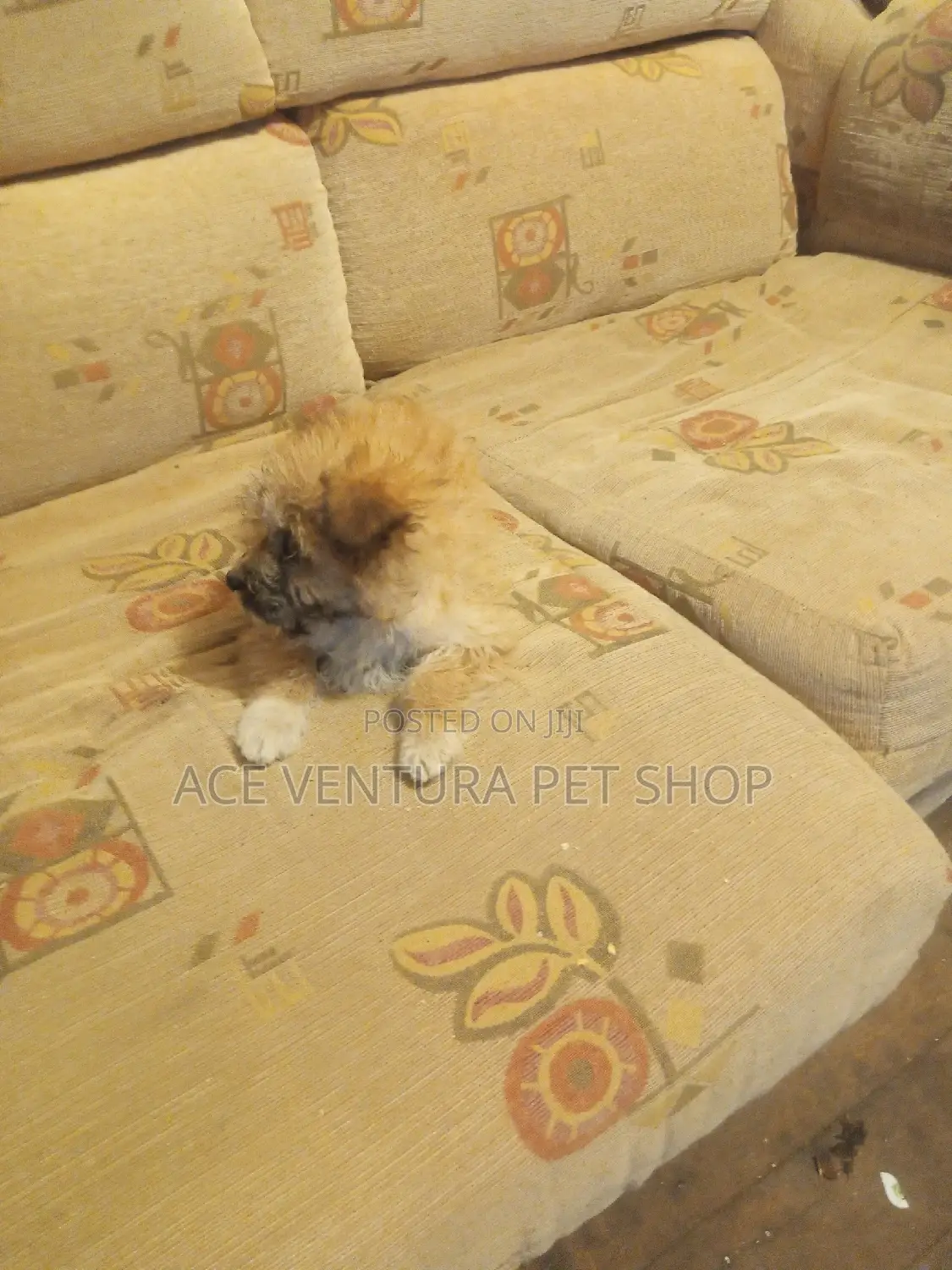 1-3 months Male Purebred Shih Tzu