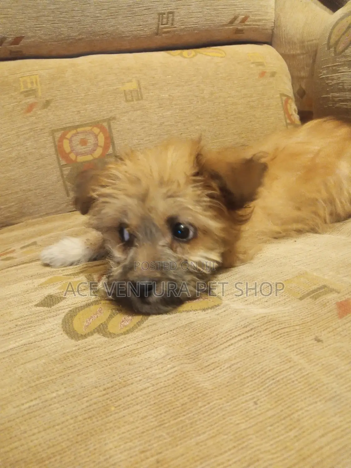 1-3 months Male Purebred Shih Tzu
