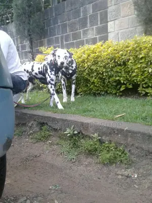 1-3 months Male Purebred Dalmatian